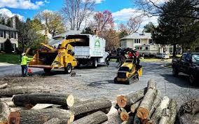 Professional Tree Removal in Edgecliff Village, TX