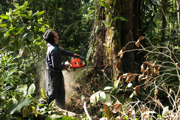 Best Arborist Consultation Services  in Edgecliff Village, TX