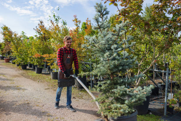 Best Tree Disease Treatment  in Edgecliff Village, TX
